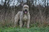 IRISH WOLFHOUND 313